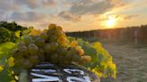 Long Island Vine Care helps Hamptons homeowners plant their own mini vineyards
