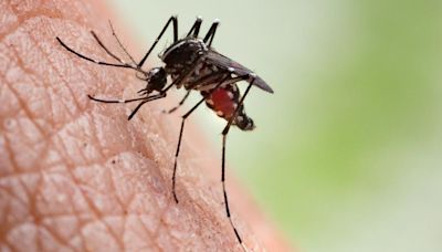 OMS advierte aumento del dengue: 8 millones de casos en 4 meses de 2024