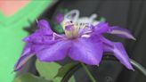 Grow with KARE: Clematis have it made in the shade