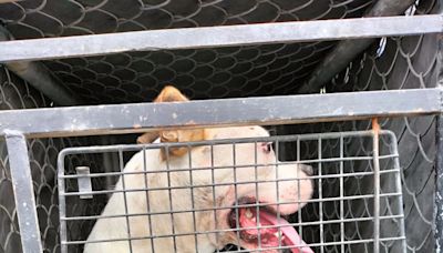 Ataques de perros en Lerdo, multas y dónde denunciar