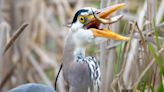 This photo of a snacking heron near UW checks all the Reader's Lens boxes