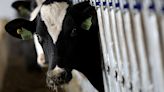 Canada toughens import requirements on US breeding cattle over bird flu concerns