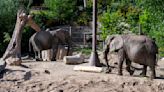 Law professors urge Colorado Supreme Court to release Cheyenne Mountain Zoo elephants to sanctuary
