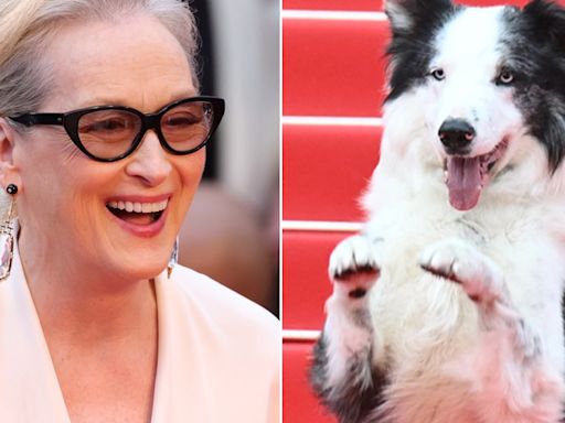 Cannes Film Festival Opens With Storm Clouds, Meryl Streep and Messi the Dog
