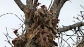 Gardening for You: Bare tree limbs reveal squirrel nests