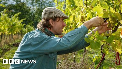 Essex: ‘Erratic weather’ affecting wine growers