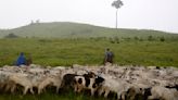 Senado aprova projeto que permite autocontrole do setor agropecuário