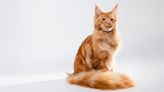 Maine Coon Characteristics: What Makes These Majestically Fluffy Cats So Special, According to a Vet