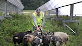 Pigs and sheep as lawnmowers. Could they help NY achieve green energy goals?