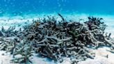 Don’t let ignorance kill off Florida’s coral reefs | Opinion