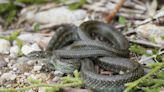 A snake combusted after sparking a power outage that struck 9,800 homes in Japan's Fukushima amid a heatwave
