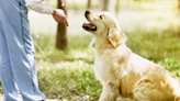 Golden Retriever's Kid-Like Temper Tantrum Is Too Good to Miss