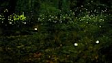 South Carolina fireflies face pressure from habitat loss