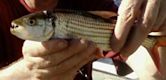 Tigerfish