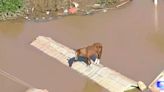Caramelo the horse rescued from a rooftop amid Brazil floods in a boost for a beleaguered nation