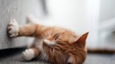 Proposed Michigan Bill Aims To Prohibit Cat Declawing