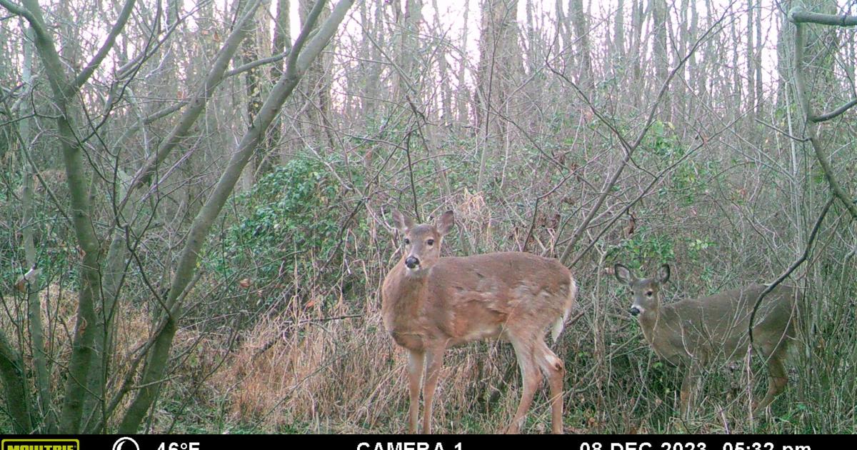 Pa. Game Commission promises at least one doe tag per hunter for 2024-25 season