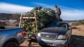 Christmas tree sellers feel effects of New Mexico wildfire