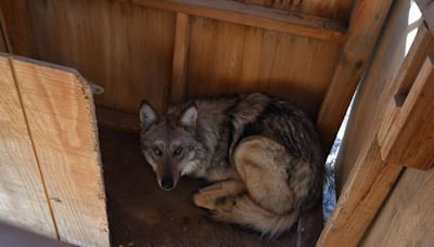 Asha, the wandering Mexican gray wolf, will remain captive after failing to produce pups