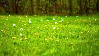 Keep your lawn 'thick and healthy green' — avoid 'single biggest mistake people make'