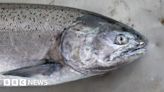 Isle of Lewis Bakkafrost fish plants could be mothballed