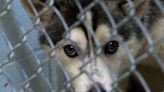 Animal shelter facing influx of animals