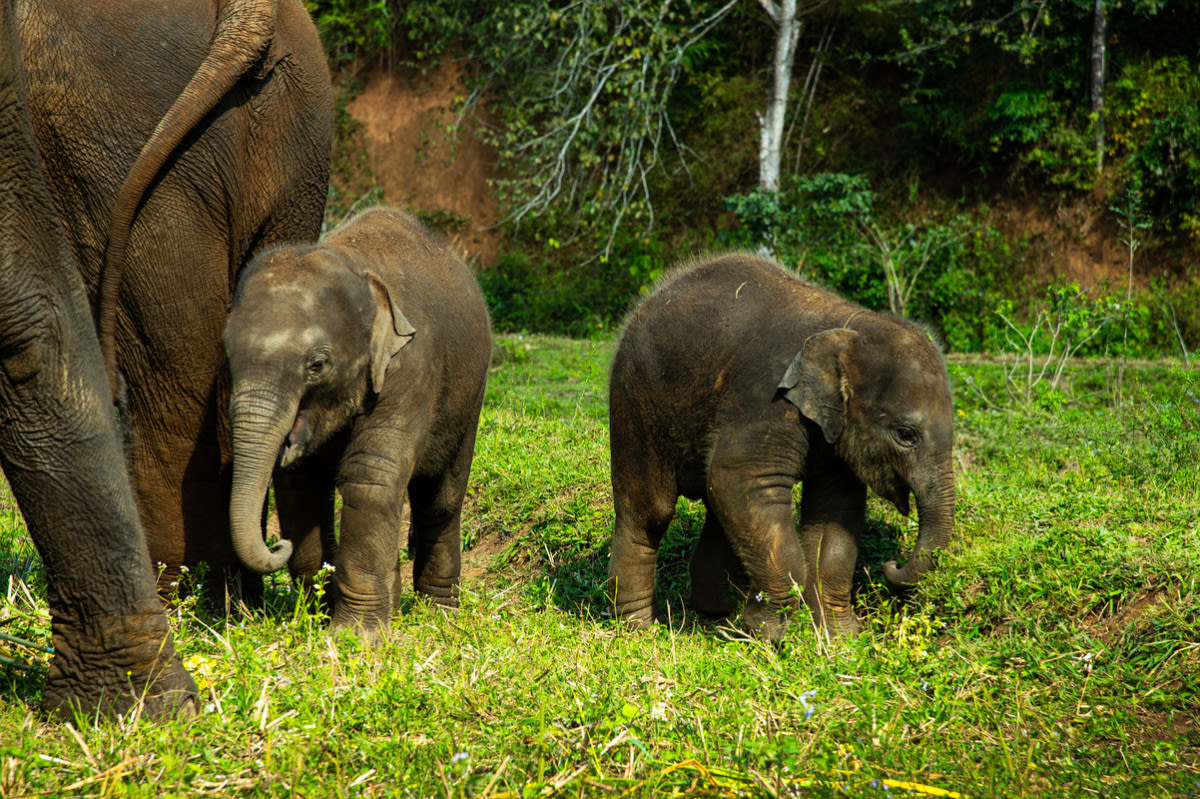 Extremely Rare Set of Elephant Twins Born in Thailand Called a ‘Miracle'