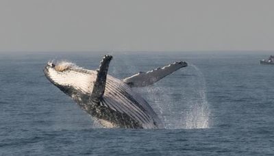 Emocionante Temporada de Avistamiento de Ballenas en Río de Janeiro