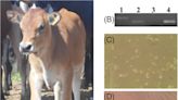 La primera vaca transgénica capaz de producir insulina humana en su leche