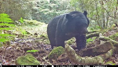 玉山台灣黑熊族群擴散 4個月11筆紀錄以瓦拉米步道最多
