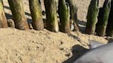 ‘Trophy hunters’ behead rare shark found on beach by TV historian