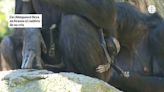 Una chimpancé del Bioparc de Valencia lleva en brazos el cadáver de su cría desde hace dos meses - ELMUNDOTV