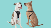 Help Your Dog Stop Pulling With These No-Pull Dog Harnesses