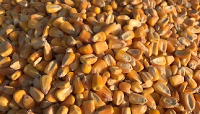 免徵黃豆、小麥、玉米營業稅擬延續 農民：疾病控制好是成本關鍵