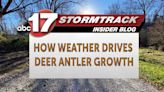 How weather can drive deer antler growth - ABC17NEWS