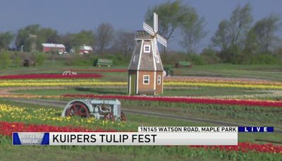 Weekend Break: Kuipers Tulip Fest