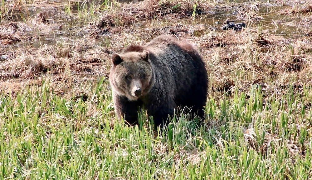 Canada man attacked by grizzly bear while tracking black bear