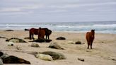 See wild horses and gray seals mingle on Sable Island