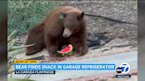 Bear raids watermelon from La Cañada Flintridge family's fridge