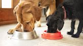 Wet vs. Dry Dog Food: Which Should You Feed Your Dog?