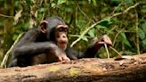 Chimpanzees Improve Tool-Using Skills Into Adulthood, Study Finds - EcoWatch