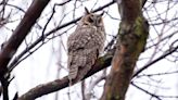 Red crossbills, bald eagles and other unexpected birds have been spotted in Chicago this winter