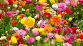 How to Plant and Grow Ranunculus