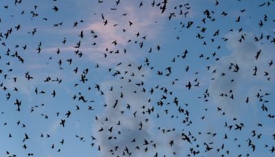 Thousands of purple martins gather ahead of migration near Austin, see the phenomenon.