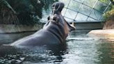 Ranchi Zoo Caretaker Dies After Hippopotamus Attacks Him, Probe Underway