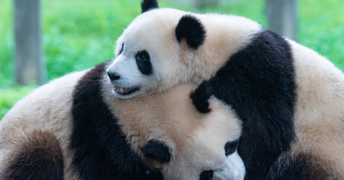 Terrifying Video Shows Two Pandas Pouncing On, Mauling Zookeeper