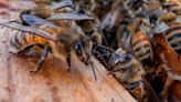 Honeybees can detect lung cancer in humans: Research