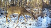 Several factors contribute to slight increase in Pennsylvania hunting license sales