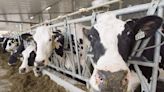 Aussie dairy farmers support grocery code