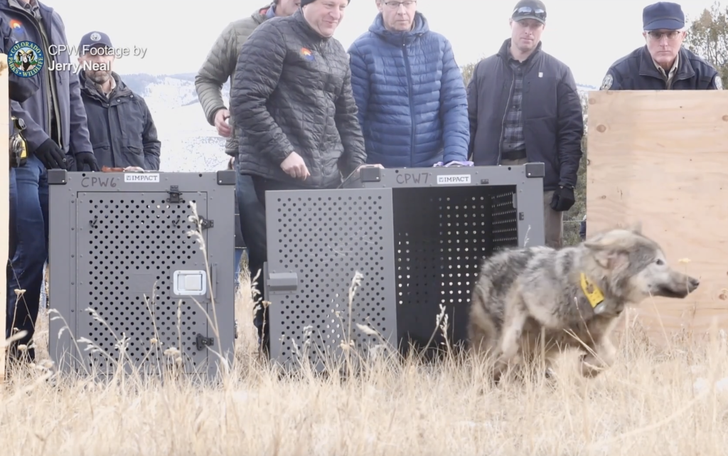 Colorado wolf dies in Grand County, the 2nd mortality in one week from reintroduced species